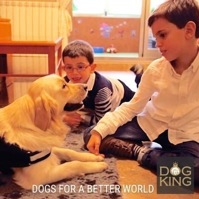 DOGKING, Los beneficios de un terapeuta canino