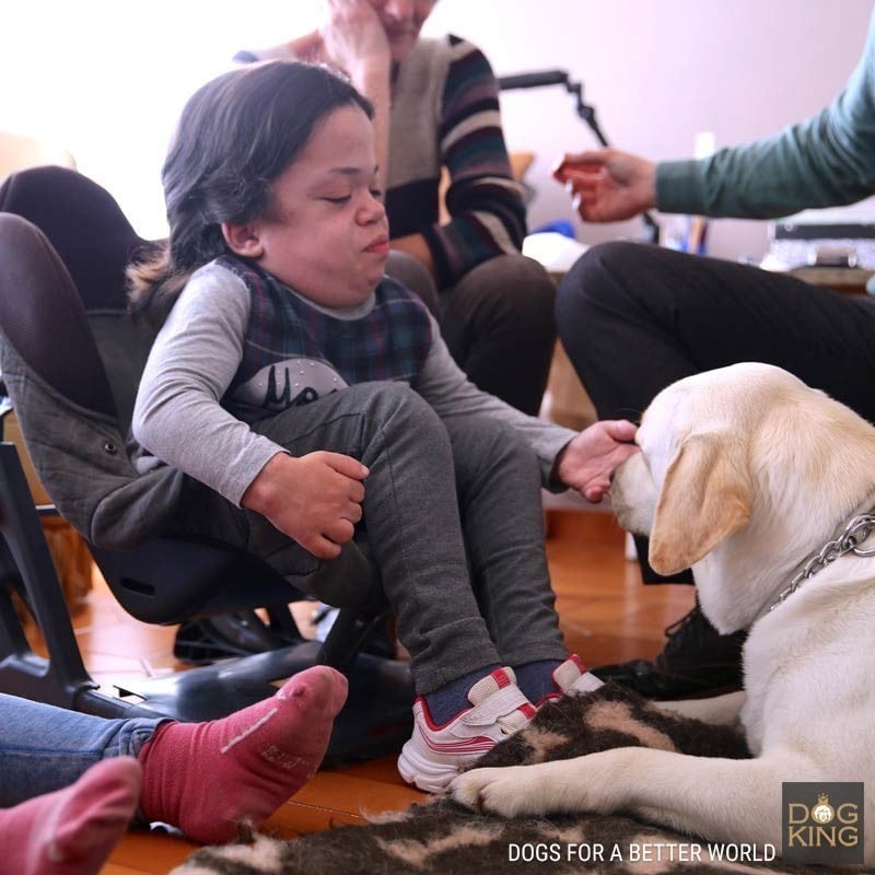 perro terapia asistencia dogking feder fundacion la caixa proyecto