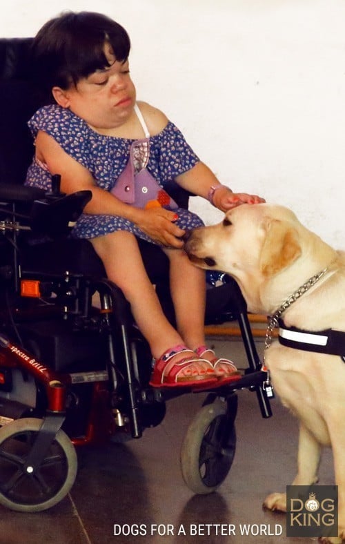 perro de terapia con niña