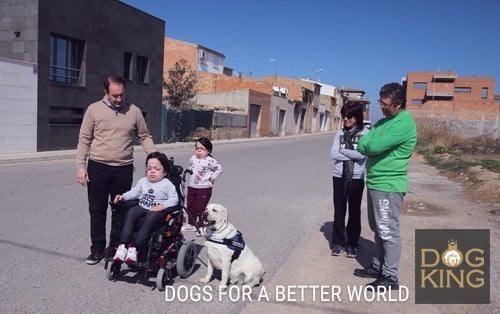 acople con el usuario perro de terapia asistencia