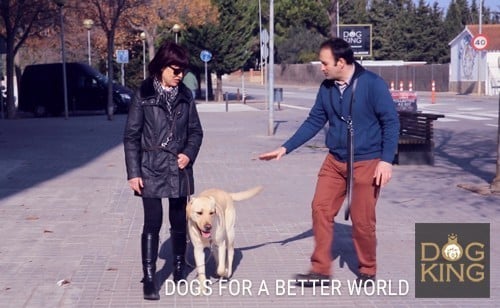 antonio davalos enseñando a pasear un perro