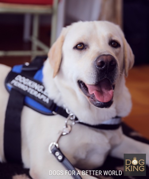 terapeuta canino perro asistencia terapia