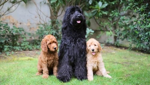 labradoodle australian cobberdog