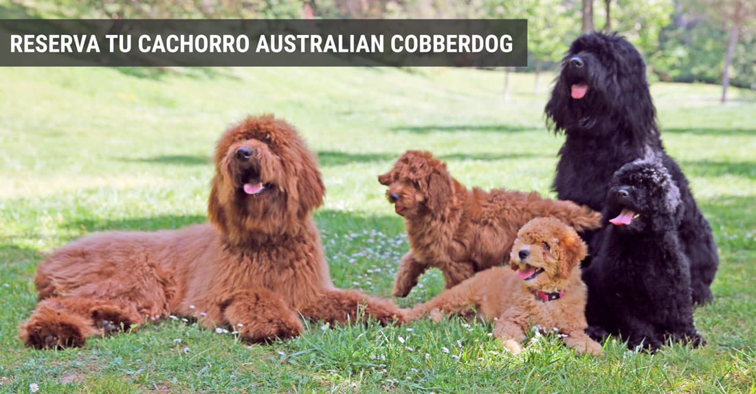 labradoodle australian cobberdog