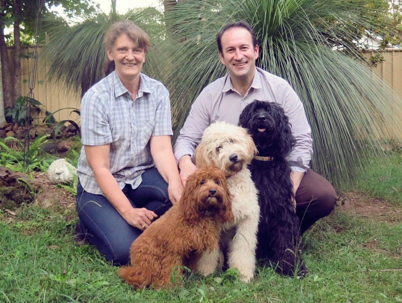 labradoodle australian cobberdog