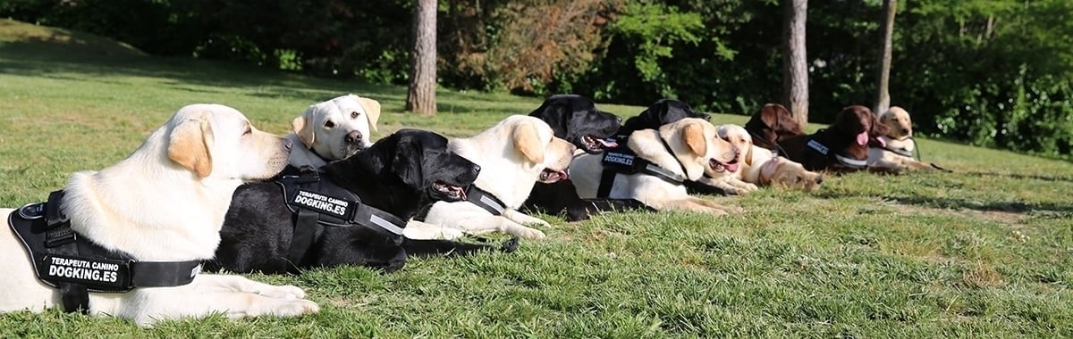 perro terapia, perro asistencia